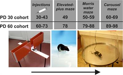 Chronic MK-801 Application in Adolescence and Early Adulthood: A Spatial Working Memory Deficit in Adult Long-Evans Rats But No Changes in the Hippocampal NMDA Receptor Subunits